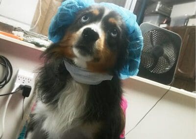 dog in the clinic
