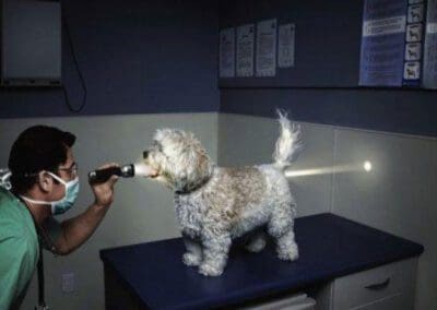 a doctor is examining the pet