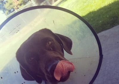 dog in the cone