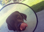 dog in the cone