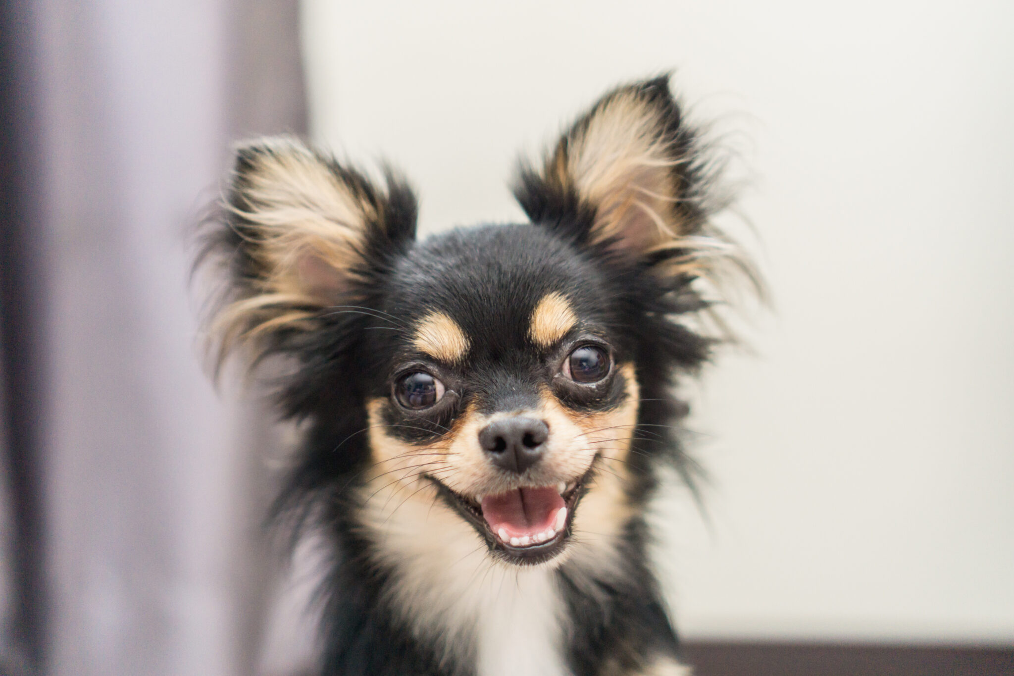 Chihuahua smiling