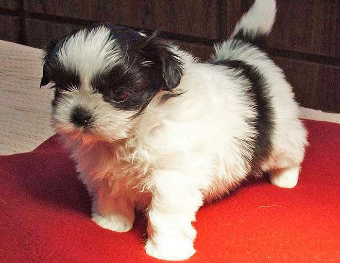 Lola3 Black and white puppy named lola