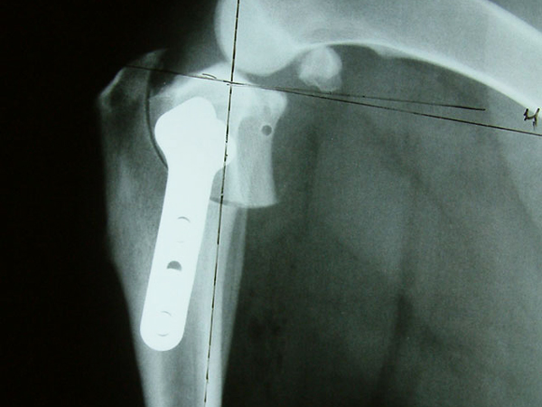 X-Ray of a pets shoulder